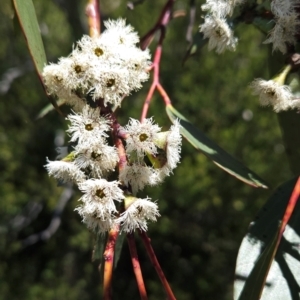 Eucalyptus pauciflora subsp. debeuzevillei at Namadgi National Park - 5 Dec 2023 12:36 PM