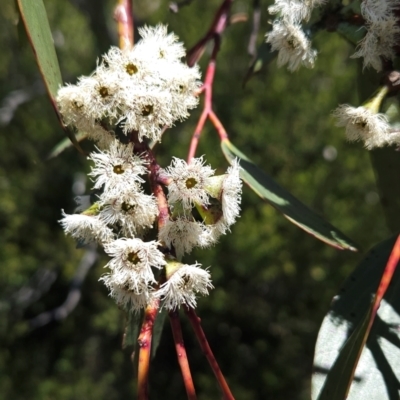 Eucalyptus pauciflora subsp. debeuzevillei (A Snow Gum) at Rendezvous Creek, ACT - 5 Dec 2023 by BethanyDunne