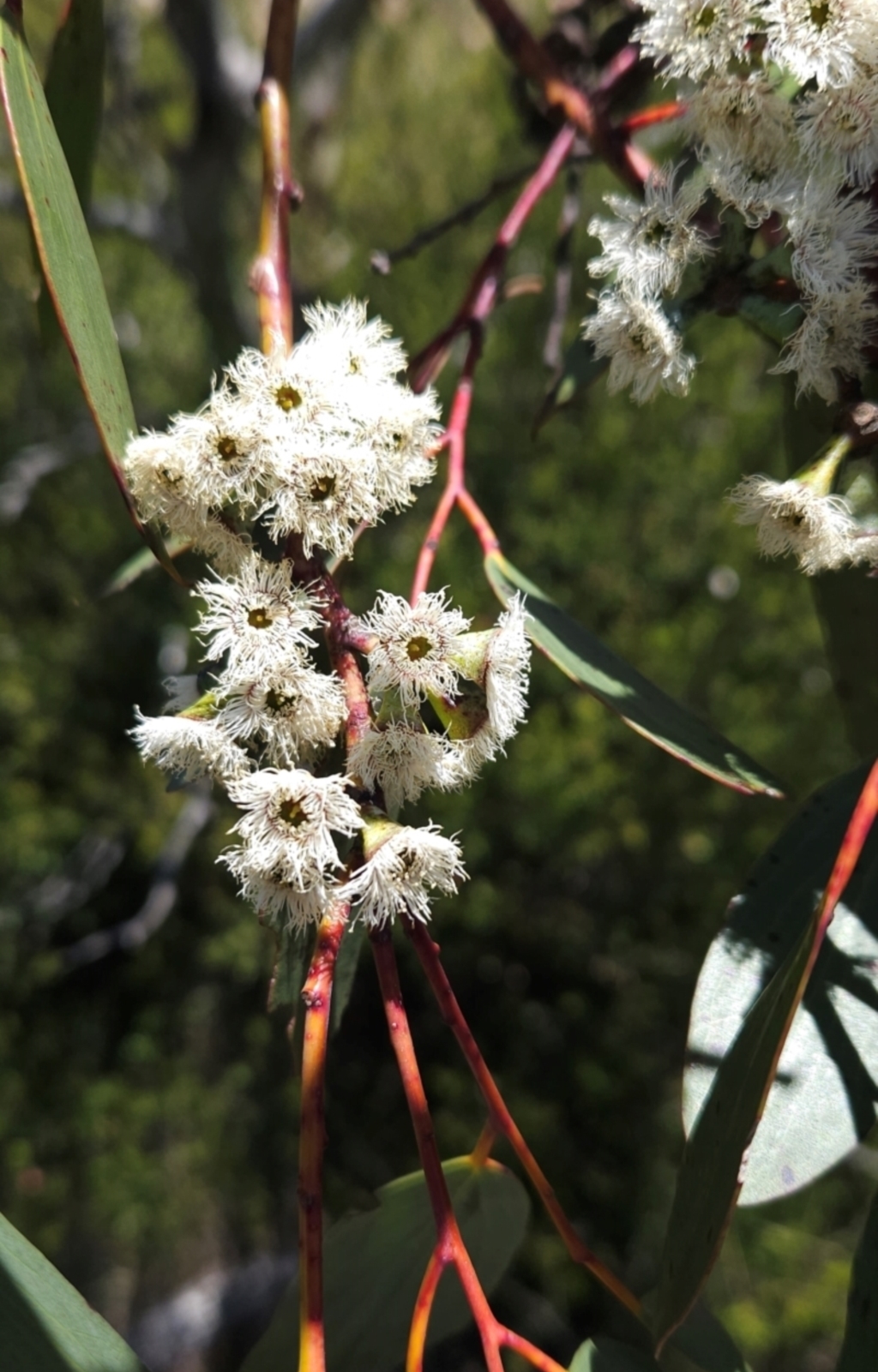 Eucalyptus pauciflora subsp. debeuzevillei at Namadgi National Park - 5 Dec 2023