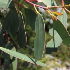 Eucalyptus pauciflora subsp. debeuzevillei at Namadgi National Park - 5 Dec 2023 12:36 PM