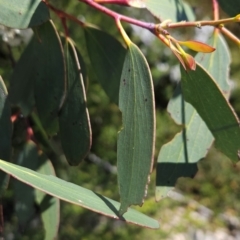 Eucalyptus pauciflora subsp. debeuzevillei at Namadgi National Park - 5 Dec 2023