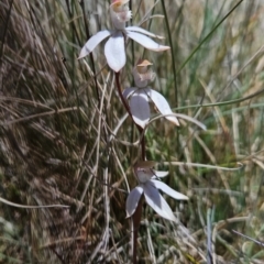 Caladenia moschata (Musky Caps) at Namadgi National Park - 5 Dec 2023 by BethanyDunne