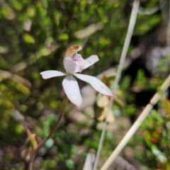 Caladenia moschata at Namadgi National Park - suppressed