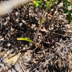 Caladenia moschata at Namadgi National Park - suppressed