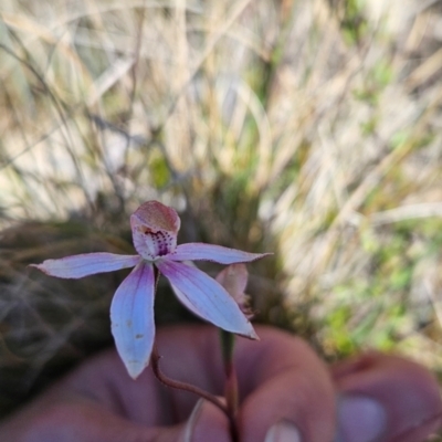 Caladenia moschata (Musky Caps) at Rendezvous Creek, ACT - 5 Dec 2023 by BethanyDunne