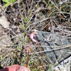 Caladenia moschata at Namadgi National Park - 5 Dec 2023