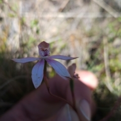 Caladenia moschata at Namadgi National Park - 5 Dec 2023