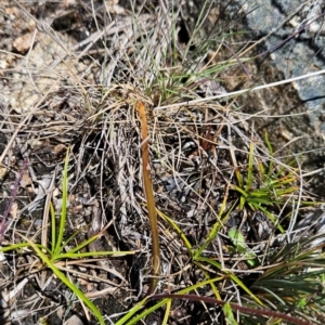 Caladenia moschata at Namadgi National Park - 5 Dec 2023