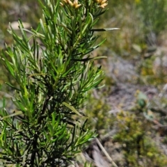 Ozothamnus thyrsoideus (Sticky Everlasting) at Rendezvous Creek, ACT - 5 Dec 2023 by BethanyDunne