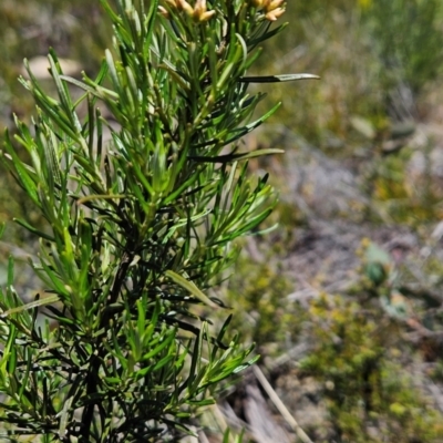 Ozothamnus thyrsoideus (Sticky Everlasting) at Rendezvous Creek, ACT - 5 Dec 2023 by BethanyDunne