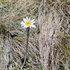 Celmisia tomentella (Common Snow Daisy) at Rendezvous Creek, ACT - 5 Dec 2023 by BethanyDunne