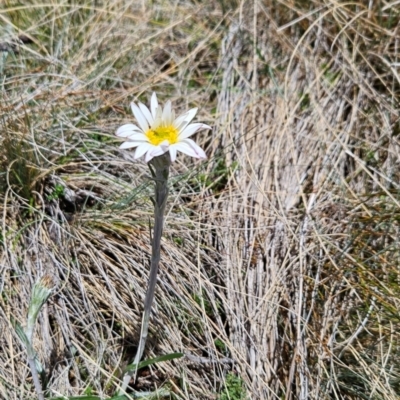 Celmisia tomentella (Common Snow Daisy) at Rendezvous Creek, ACT - 5 Dec 2023 by BethanyDunne