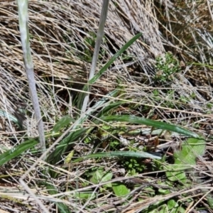 Celmisia tomentella at Namadgi National Park - 5 Dec 2023