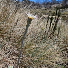 Celmisia tomentella at Namadgi National Park - 5 Dec 2023