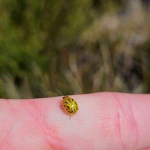 Paropsisterna obliterata at Namadgi National Park - 5 Dec 2023