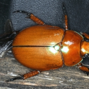 Anoplognathus sp. (genus) at Ainslie, ACT - 5 Dec 2019