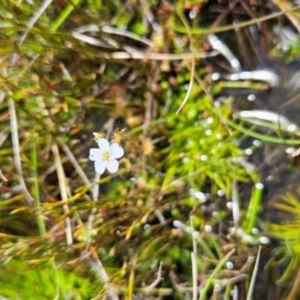 Drosera peltata at Namadgi National Park - 5 Dec 2023 02:08 PM