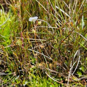 Drosera peltata at Namadgi National Park - 5 Dec 2023 02:08 PM