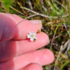 Drosera peltata at Namadgi National Park - 5 Dec 2023 02:08 PM