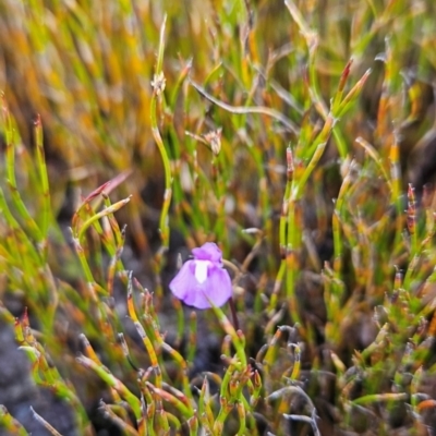 Utricularia dichotoma (Fairy Aprons, Purple Bladderwort) at Rendezvous Creek, ACT - 5 Dec 2023 by BethanyDunne