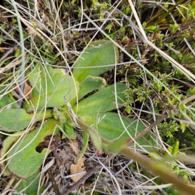 Brachyscome spathulata (Coarse Daisy, Spoon-leaved Daisy) at Namadgi National Park - 5 Dec 2023 by BethanyDunne