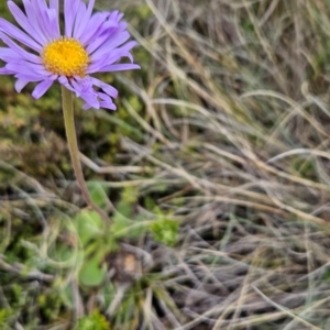 Brachyscome spathulata at Namadgi National Park - 5 Dec 2023