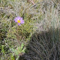 Brachyscome spathulata at Namadgi National Park - 5 Dec 2023