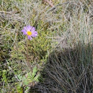 Brachyscome spathulata at Namadgi National Park - 5 Dec 2023