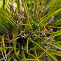 Brachyscome spathulata at Namadgi National Park - 5 Dec 2023 02:15 PM