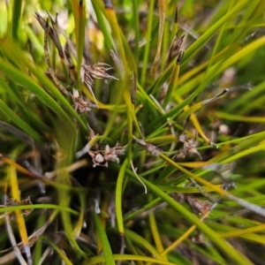 Brachyscome spathulata at Namadgi National Park - 5 Dec 2023