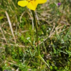 Diuris monticola (Highland Golden Moths) at Namadgi National Park - 5 Dec 2023 by BethanyDunne