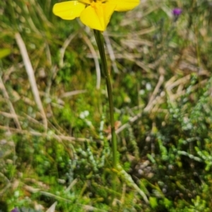 Diuris monticola at Namadgi National Park - 5 Dec 2023