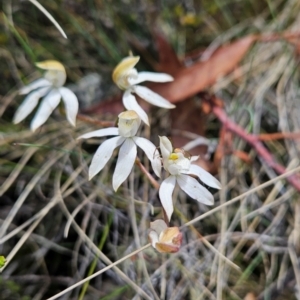 Caladenia moschata at Namadgi National Park - 5 Dec 2023