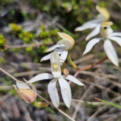 Caladenia moschata at Namadgi National Park - 5 Dec 2023