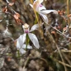 Caladenia moschata at Namadgi National Park - 5 Dec 2023