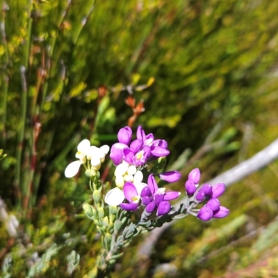 Comesperma retusum (Mountain Milkwort) at Rendezvous Creek, ACT - 5 Dec 2023 by BethanyDunne