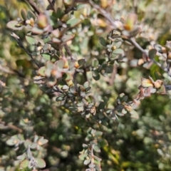 Gaudium namadgiense (Namadgi Tea-tree) at Namadgi National Park - 5 Dec 2023 by BethanyDunne