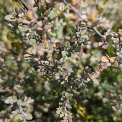 Gaudium namadgiense (Namadgi Tea-tree) at Rendezvous Creek, ACT - 5 Dec 2023 by BethanyDunne