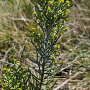 Ozothamnus cupressoides at Namadgi National Park - 5 Dec 2023 11:59 AM