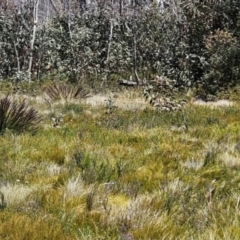 Gahnia subaequiglumis (Bog Saw-sedge) at Rendezvous Creek, ACT - 5 Dec 2023 by BethanyDunne