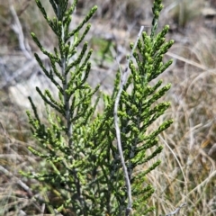 Ozothamnus cupressoides (Kerosine Bush) at Namadgi National Park - 5 Dec 2023 by BethanyDunne