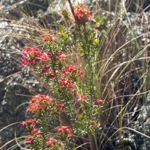 Calytrix tetragona (Common Fringe-myrtle) at QPRC LGA by SimoneC