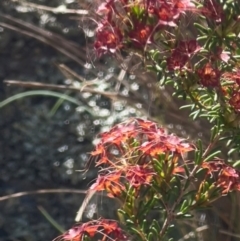 Calytrix tetragona at Googong Foreshore - 5 Dec 2023