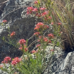 Calytrix tetragona at Googong Foreshore - 5 Dec 2023 01:09 PM