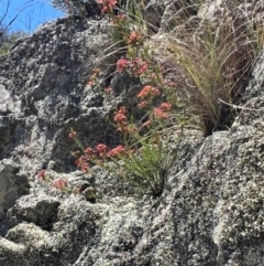 Calytrix tetragona at Googong Foreshore - 5 Dec 2023