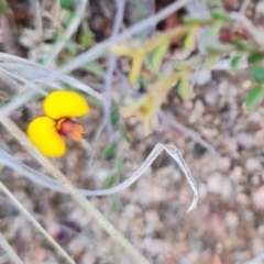 Bossiaea buxifolia (Matted Bossiaea) at Namadgi National Park - 4 Dec 2023 by WalkYonder