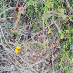 Bossiaea buxifolia at Namadgi National Park - 5 Dec 2023 10:11 AM