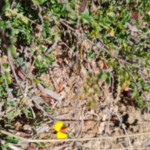 Bossiaea buxifolia at Namadgi National Park - 5 Dec 2023 10:11 AM