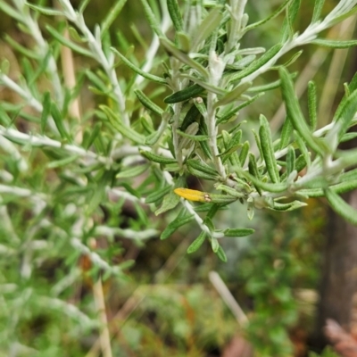 Ozothamnus secundiflorus (Cascade Everlasting) at Rendezvous Creek, ACT - 4 Dec 2023 by BethanyDunne