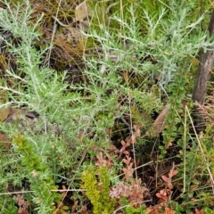 Ozothamnus secundiflorus at Namadgi National Park - 4 Dec 2023